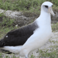Record-breaking 75-year-old mother bird prepares to nest