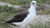 Record-breaking 75-year-old mother bird prepares to nest