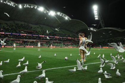 Seagulls invasion causes total carnage at football game as birds take over