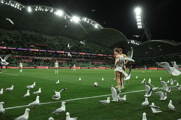 Seagulls invasion causes total carnage at football game as birds take over