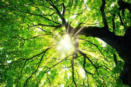 What we’ve been playing – “I started with maple trees behind the bank”