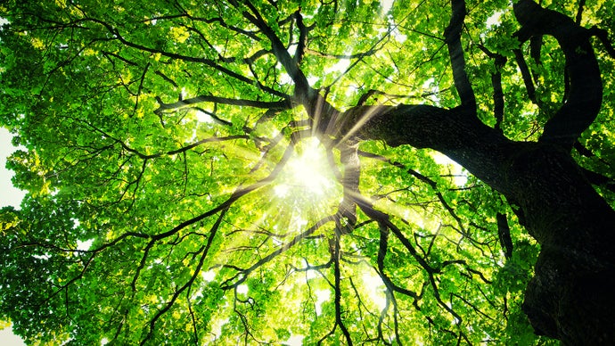 What we’ve been playing – “I started with maple trees behind the bank”