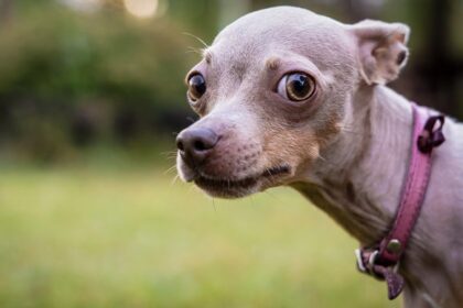 What we’ve been playing – “Help me, someone, please, I have pets to feed”