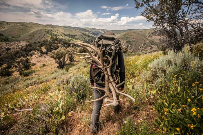 How to Shed Hunt: When to Go, Where to Look, and How to Find More Antlers