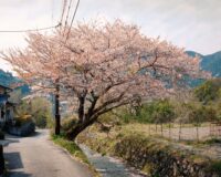 An Ode to Cherry Blossom Season, As Captured by 11 Photographers