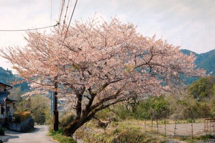 An Ode to Cherry Blossom Season, As Captured by 11 Photographers