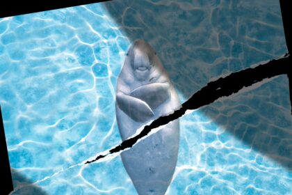 Marine Animals in the Strait of Hormuz Don’t Get a Ceasefire