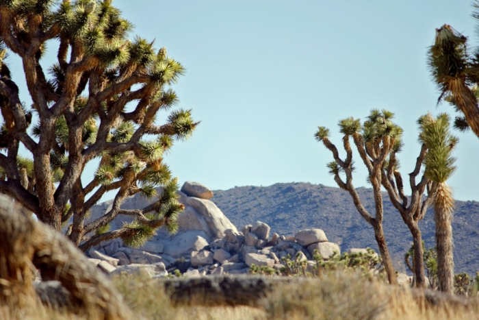 Mining Company Plans to Drill Within 100 Feet of Joshua Tree National Park
