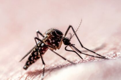 Flight Path Data Shows How Mosquitoes Target Humans