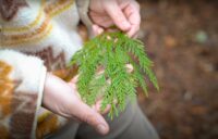 Rooted in the Same Ground