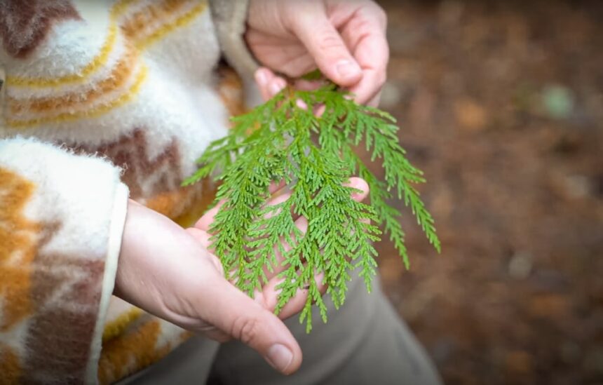 Rooted in the Same Ground
