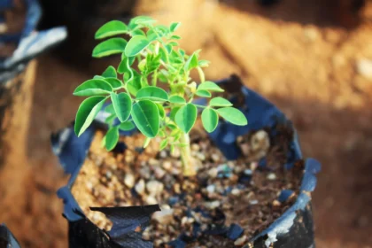 New Scientific Study Reveals Ancient ‘Miracle Tree’ Can Remove 98 Percent of Microplastics From Water