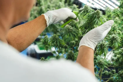 The U.S. just changed marijuana law for the first time in decades