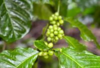 WCR Leads Nearly  Million Project to Strengthen Ugandan Coffee Sector