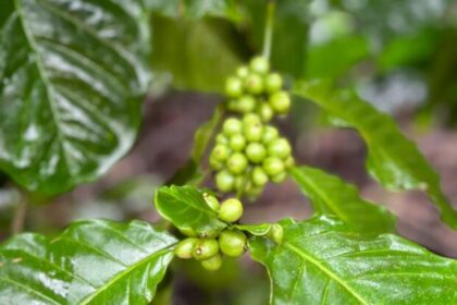 WCR Leads Nearly  Million Project to Strengthen Ugandan Coffee Sector