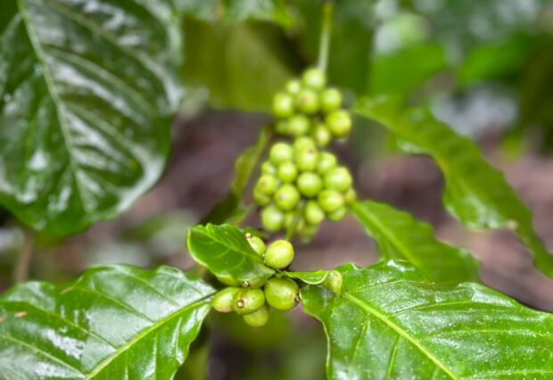 WCR Leads Nearly  Million Project to Strengthen Ugandan Coffee Sector