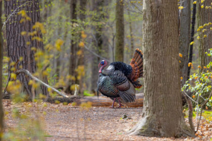 3-Year-Old Shoots and Wounds 2 During Wisconsin Youth Turkey Hunt