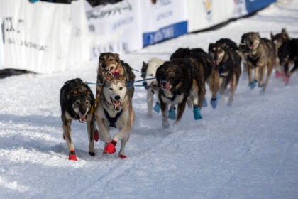 Alaska Police Launch Probe Into Deaths of 25 Sled Dogs