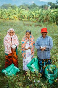 How to Revive Ancient Cotton