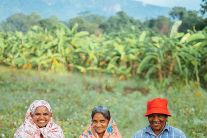 How to Revive Ancient Cotton