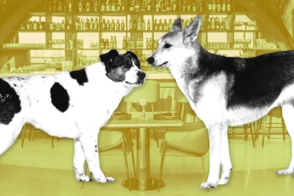 The Next Big Membership Business Might Be a 24,000-Square-Foot Indoor Dog Park With a Bar