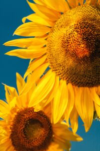 Sunflower Seeds: This Classic Snack Is a Protein Superfood