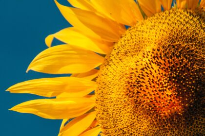 Sunflower Seeds: This Classic Snack Is a Protein Superfood