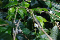 Costa Rica’s Successes in EUDR Compliance Illuminates the Struggles of Others