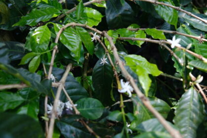 Costa Rica’s Successes in EUDR Compliance Illuminates the Struggles of Others