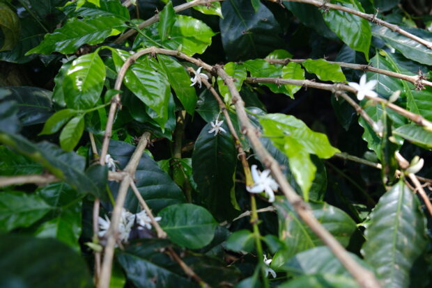 Costa Rica’s Successes in EUDR Compliance Illuminates the Struggles of Others