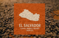 El Salvador Coffee Report: Production Declining Amid Structural Challenges