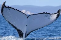 ‘Extraordinary’ Discovery: Some Humpback Whales Migrate Across the Globe