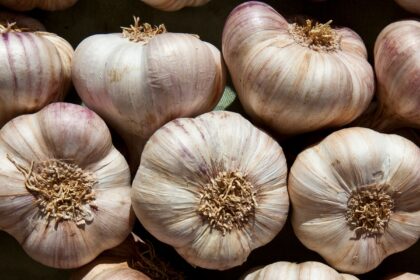 Why Garlic Repels Mosquitoes and Keeps Them From Breeding