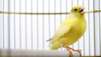 Canadian election databases use “canary traps”—and they work