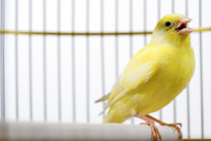 Canadian election databases use “canary traps”—and they work