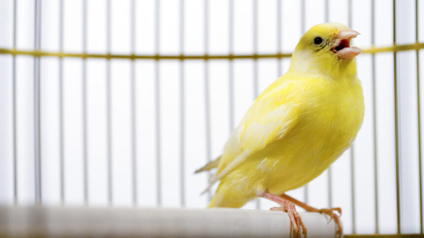 Canadian election databases use “canary traps”—and they work