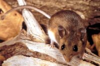 Why the Hantavirus Cruise Ship Outbreak Isn’t Likely to Become a Global Crisis