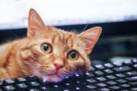 Keyboard Shortcuts I Learned From My Cat