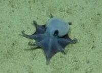 A New Species of Tiny Octopus Was Discovered in the Galápagos Islands