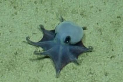 A New Species of Tiny Octopus Was Discovered in the Galápagos Islands