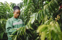 Nestlé Says Robusta Trial Shows Increased Yields and Quality in Côte d’Ivoire