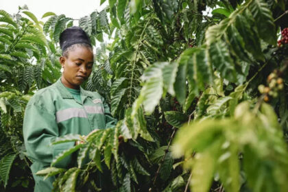 Nestlé Says Robusta Trial Shows Increased Yields and Quality in Côte d’Ivoire