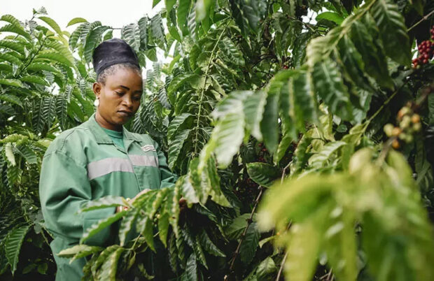 Nestlé Says Robusta Trial Shows Increased Yields and Quality in Côte d’Ivoire