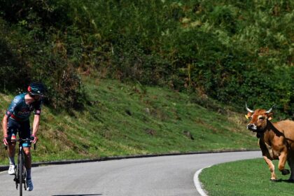 ‘Cows can be quite naughty…especially if they have horns’ – Bikes, bulls and bovines with calves are not a good mix