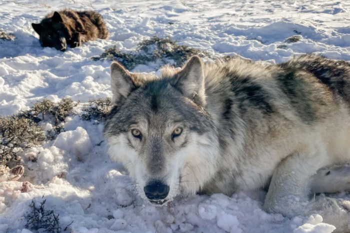 Colorado’s Wolf Report Shows New Pups, Low Adult Survival, and a Messy Road Ahead