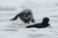 Surfer Chased Out of Lineup by Angry Sea Lion in Wild Video