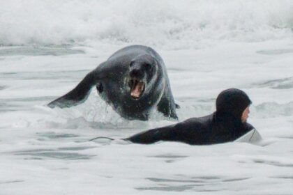 Surfer Chased Out of Lineup by Angry Sea Lion in Wild Video
