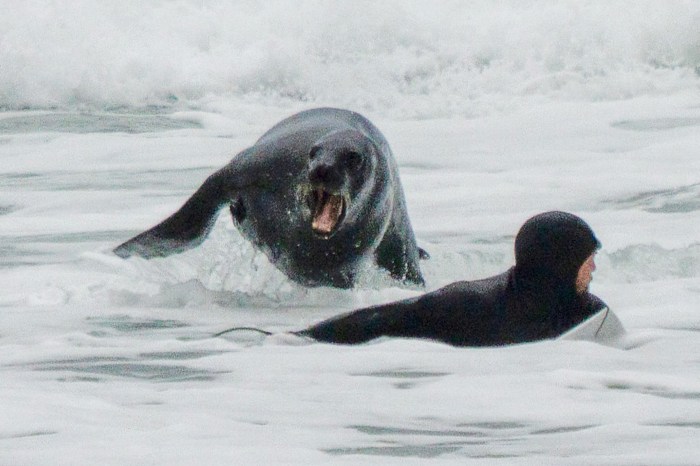 Surfer Chased Out of Lineup by Angry Sea Lion in Wild Video