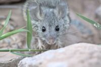 Not Just Cruise Ships: What to Know About Hantavirus in the Backcountry