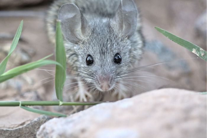 Not Just Cruise Ships: What to Know About Hantavirus in the Backcountry